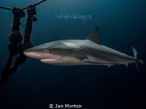 Shark on the Ray of Hope by Jan Morton 